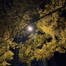 ㋉ ⁵ ✿ܓ평화로운 일상으로 컴백