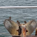 (주)스퀘어팜 | 시드니 4박6일] Day2 내돈내산 포트스테판 투어 후기(예약꿀팁, 준비물)/낭만치사량 달링하버 불꽃놀이...
