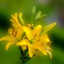 백합(Lilium spp.) 이미지