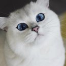 블루아이