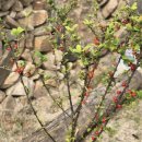 매리앤스가든민박 이미지