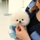 진주강아지분양 고양이분양 미유펫 이미지