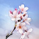 꽃이 피고 비가 내리면 이미지