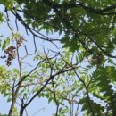 아랫배랭이 이미지