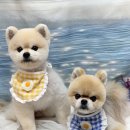 댕화살롱 이미지