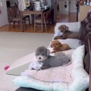 착한강아지 이미지