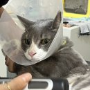 고양이 무마취 미용 고냥이(명지점) | 부천고양이미용::부천최저가 쿠폰가 6만원 무마취미용+목욕 안녕고양이 꼼꼼솔직후기