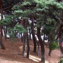 박정희로-7 이미지