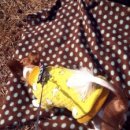 요미야 놀자 이미지