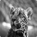 디저트요리 이미지