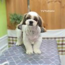 즐거운애견미용실 이미지