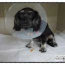 미드미 동물의료센터 이미지