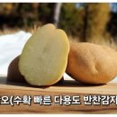 그린종묘농약사