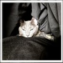 냥이랑 | 광양고양이보호소 냥이들의 천국 후기