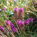 구름송이 이미지