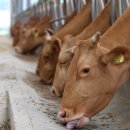 강원사료 이미지