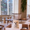 꼬꼬베리덕 이미지