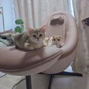 천안고양이 분양 냥블리 | [공지] 광주 고양이 분양 : 광주 고양이 분양 후기/분양 리뷰 (냥블리)