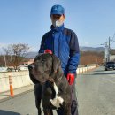 할리켄넬 이미지