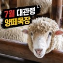햇살마루목장 | 대관령 양떼목장 7월 애견동반 주차 운영시간 입장료