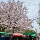 개심사입구 주차장 | 서산 여행코스 개심사 후기ㅣ청벚꽃은 아직이지만 힐링이었다