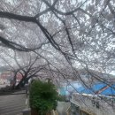 개금2동-9 | 부산에 이런 벚꽃길 있었다고? 개금 벚꽃길 실화냐