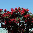 장미공원A 이미지