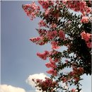 배롱나무길 이미지