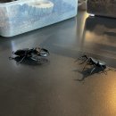 카페1016