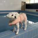퍼피스테이 온수수영장 애견펜션 이미지