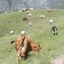 고봉목장 이미지