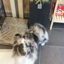 애견미용샵 조이 이미지