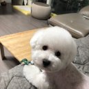 레오메디 이미지