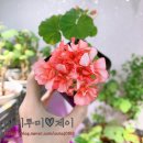 얌얌야미