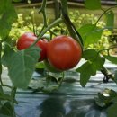 은상농장 이미지