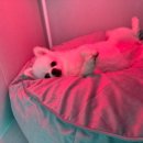 댕글댕글유치원 이미지