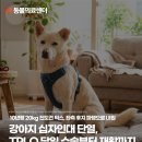 진도한국병원 | 10살 진도믹스 강아지 십자인대 단열, TPLO 당일 수술...노원강북동물병원, N동물의료센터 노원점