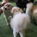 아이도그 이미지