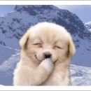 웃는강아지 이미지