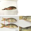 비정형 Aeromonas salmonicida감염 새로운 궤양병 증상의 잉어와 회복중인 증상 이미지