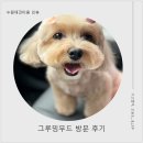 애견천사들 | [수원애견미용] 오목천애견미용 추천! 보리의 첫 그루밍무드 방문 후기 (스트레스 없는 가위컷 전문)