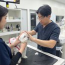 벡스코 동물병원 | 벡스코역동물병원, 강아지 이물 삼켰다면? 제일 먼저 해야 할 일