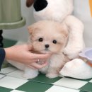 울산 강아지분양 미유펫 이미지