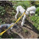 선사애견 이미지