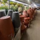 고선농장 | 파주조인폴리아 실내수목원 대형화훼단지 식물농장 다른곳보다 얼마나 저렴할까?