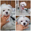 더 도그맘 이미지