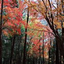 부산 구봉산-엄광산.. 아직 가을이 머물고... 이미지