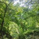 낙지락지 이미지