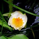 노노레타 이미지