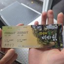 제주도 제주시 필수 여행 코스 비자림 숲 다녀온 후기 꿀팁